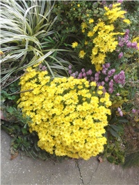 07c02aee-Picture 005.jpg